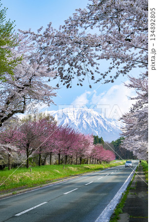 岩手県/ 絶景ドライブルート 春の岩手山と小岩井農場（小岩井牧場）桜並木（桜街道） 134892805