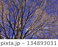 落葉した冬のメタセコイア 134893031