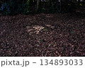 落ち葉の絨毯 134893033
