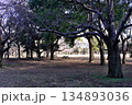 大きな木 134893036