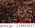 落ち葉の絨毯 134893037