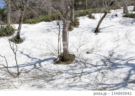 群馬県片品村 尾瀬鳩待峠付近の残雪 群馬県片品村 尾瀬鳩待峠付近の残雪 134893042
