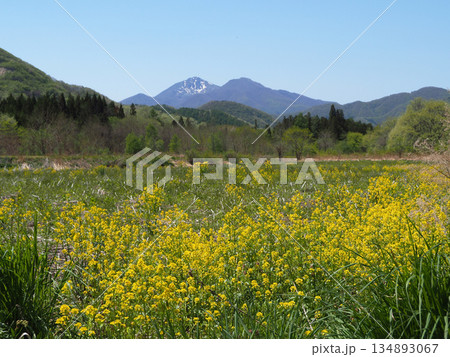 新緑に黄色い菜の花と残雪の磐梯山とのコラボレーションが青空に印象的で綺麗だ。 新緑に黄色い菜の花と残雪の磐梯山とのコラボレーションが青空に印象的で綺麗だ。 134893067