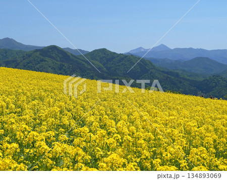 三ノ倉スキ－場の斜面に広がる黄色い菜の花畑、山並みの彼方に磐梯山も見える。青空に印象的で綺麗だ。 134893069