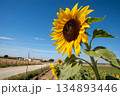 sunflower field on blue sky 134893446