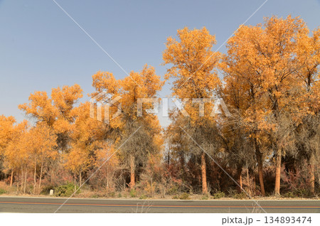 Tarim Huyan Lin Scenic Area in Luntai County, Xinjiang, when the leaves of the Hu Yanglin change color, it appears as a golden yellow. which means "the most beautiful tree," . 134893474