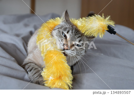 おもちゃで遊ぶ猫 おもちゃで遊ぶ猫 134893507