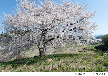 のどかな田舎に咲く満開の桜 のどかな田舎に咲く満開の桜 134893511