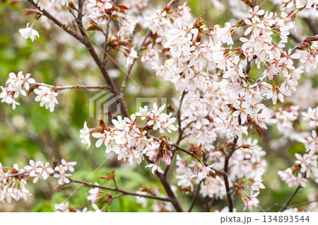 群馬県片品村尾瀬ヶ原に咲くチシマサクラ 134893544