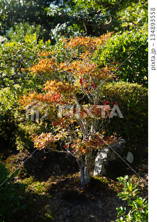 等持院の庭の躑躅の紅葉 等持院の庭の躑躅の紅葉 134893558