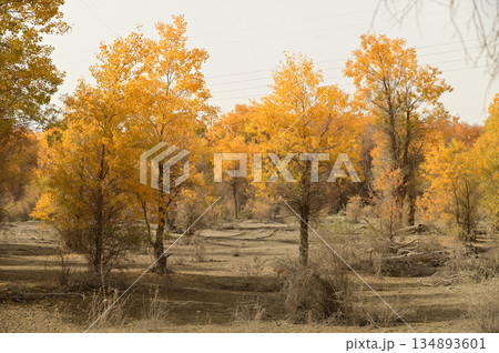 Tarim Huyan Lin Scenic Area in Luntai County, Xinjiang, when the leaves of the Hu Yanglin change color, it appears as a golden yellow. which means "the most beautiful tree," . 134893601