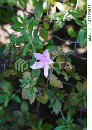 秋に咲いた躑躅の花 秋に咲いた躑躅の花 134893681