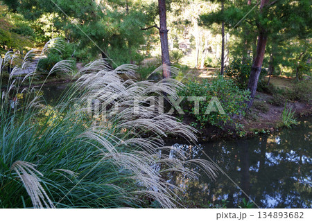 京都の寺院の庭のススキの穂 134893682