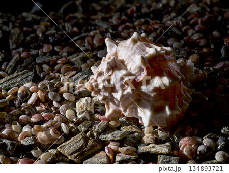 Exotic Spiny Pink Murex Shell on Small Shells and Stones Exotic Spiny Pink Murex Shell on Small Shells and Stones 134893721