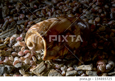 Smooth Brown Patterned Sea Shell Lying on Small Multi-colored Pebbles 134893725