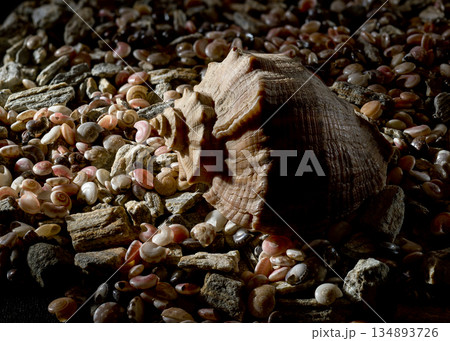 Large Rapana Whelk Shell Resting on Small Pebbles and Shells 134893726