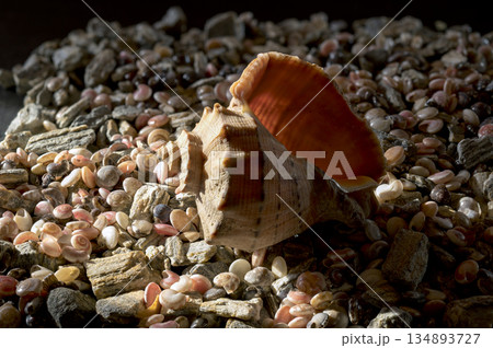 Large Rapana Whelk Shell Resting on Small Pebbles and Shells Large Rapana Whelk Shell Resting on Small Pebbles and Shells 134893727