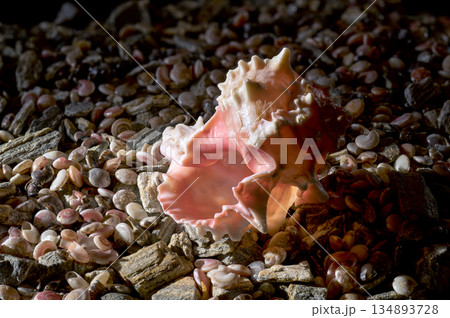 Exotic Spiny Pink Murex Shell on Small Shells and Stones 134893728