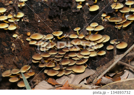 暗い森の腐食土壌に誤食しやすい毒キノコのニガクリタケが群生(自然環境下菌・キノコ類マクロ撮影) 暗い森の腐食土壌に誤食しやすい毒キノコのニガクリタケが群生(自然環境下菌・キノコ類マクロ撮影) 134893732
