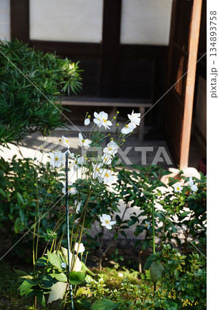 京都の寺院の庭に咲く白い秋明菊の花 京都の寺院の庭に咲く白い秋明菊の花 134893758