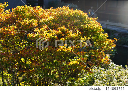 京都の寺院の庭の紅葉した木々 134893763