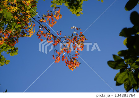 京都の寺院の庭の紅葉した木々 京都の寺院の庭の紅葉した木々 134893764