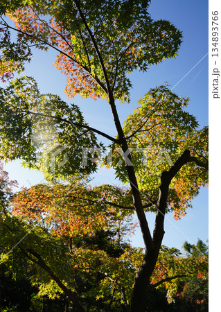 京都の寺院の庭の紅葉した木々 京都の寺院の庭の紅葉した木々 134893766