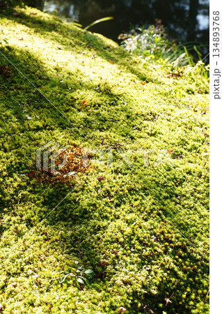 京都等持院の庭園の苔 134893768