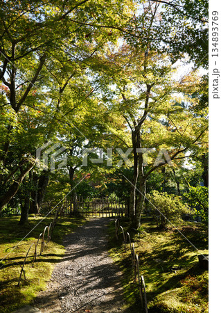 秋になり紅葉した京都の仏教寺院の境内の木々 134893769