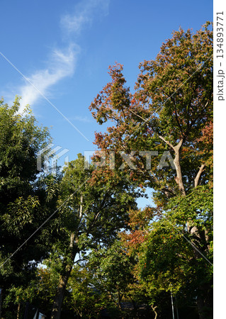 京都の寺院の庭の紅葉した木々 134893771