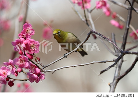 梅林の香りに誘われてめじろが活発に動く 134893801