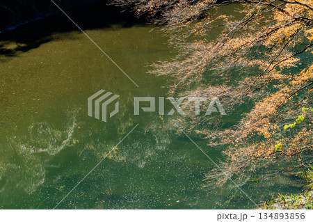 愛岐トンネル群 秋の特別公開 愛岐トンネル群 秋の特別公開 134893856