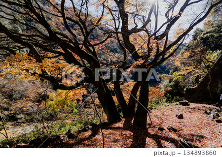 愛岐トンネル群 秋の特別公開 愛岐トンネル群 秋の特別公開 134893860