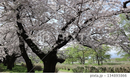 満開になった桜の木 北上市立公園展勝地 満開になった桜の木 北上市立公園展勝地 134893866