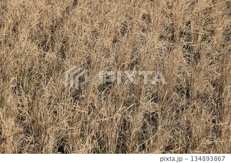 二番穂の枯れた田圃の風景 134893867