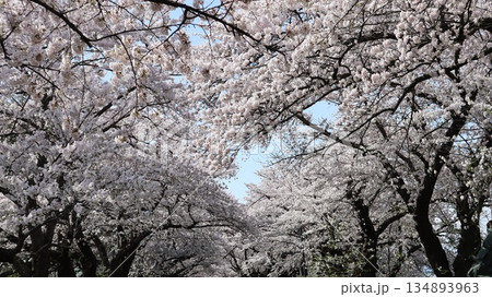 青空に映える満開の桜 北上市立公園展勝地 青空に映える満開の桜 北上市立公園展勝地 134893963