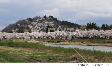 桜のある風景　桧木内川堤ソメイヨシノ 134893992