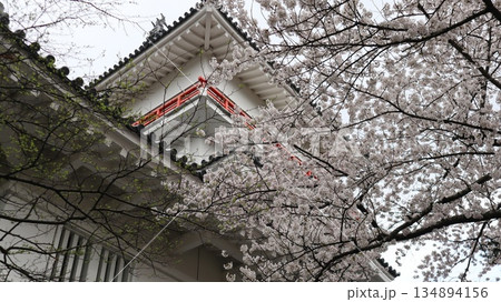 桜に囲まれた天守閣　千秋公園 134894156