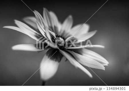 モノクロームの世界化～ルドベキアの花 134894301