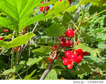 Redcurrants hanging on a bush surrounded by green leaves. Redcurrants hanging on a bush surrounded by green leaves. 134894508