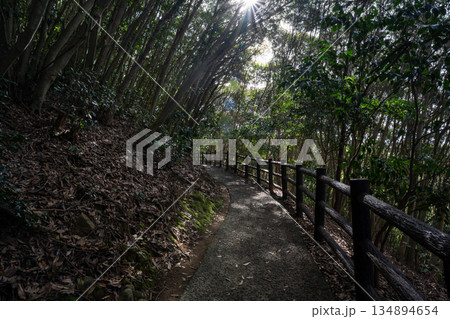 馬ヶ背遊歩道の風景（日向市） 134894654