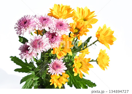 菊(スプレーマム) 菊(スプレーマム) 134894727