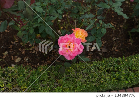 谷津散策 谷津散策 134894776