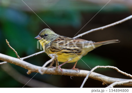 枝にとまるアオジ 枝にとまるアオジ 134894800