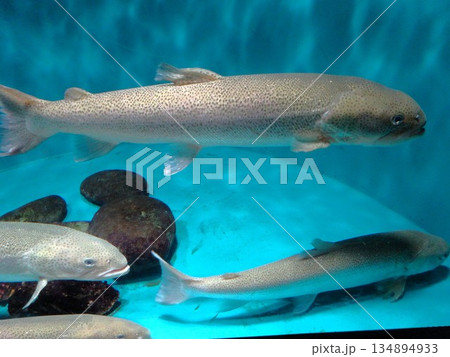 水槽で泳ぐニジマス 水槽で泳ぐニジマス 134894933