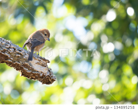 モズ モズ 134895258