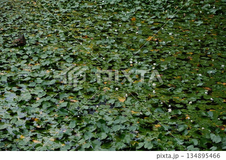 Lily Pads Covering Calm Water Surface 134895466