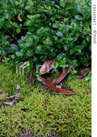 Vibrant Moss and Autumn Leaf Texture 134895483