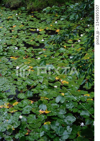 Lush Water Lily Pad Garden Scene Lush Water Lily Pad Garden Scene 134895507