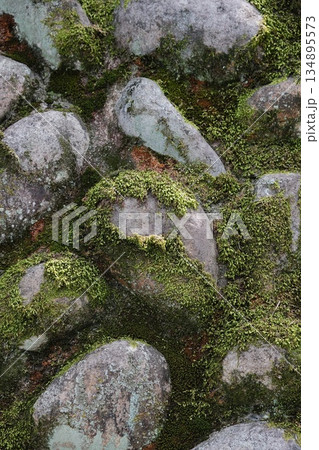 Emerald Moss Covering Weathered Stone Surface Emerald Moss Covering Weathered Stone Surface 134895573
